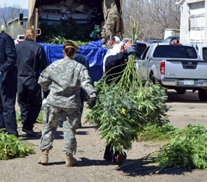 In this April 14, 2016 file photo, investigators load marijuana plants onto a Colorado National Guard truck outside a suspected illegal grow operation in Denver. (AP Photo/P. Solomon Banda, File)