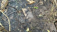 Ala. firefighters discover 20+ forgotten graves while battling wildfire