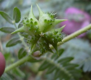 Bad seeds in your agency can prove just as treacherous as weeds like tribulus terrestris. (Photo/Forest & Kim Starr via Creative Commons)