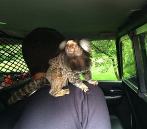 In this photo provided by the Burien Police Department, police officers detain a man with his monkey after he crashed into someone's yard in Burien, Wash., Wednesday, May 4, 2016.