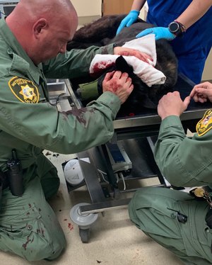 K-9 Kimura was stabbed in the neck in April 2020 while trying to subdue an armed suspect.