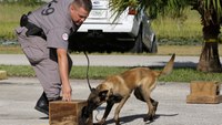 6 steps to becoming a correctional K-9 handler