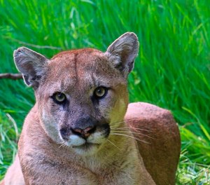 This undated photo shows a mountain lion known as P-38, photographed in the Santa Monica Mountain range.