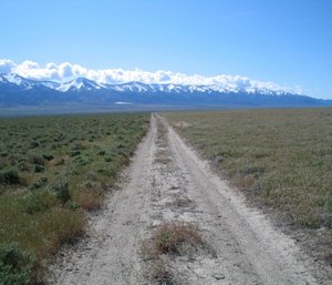 A new study finds that for much of the United States, invasive grass species, such as cheatgrass, are making wildfires more frequent, especially in fire-prone California. (Bethany Bradley/University of Massachusetts via AP)