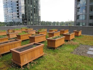 This Aug. 12, 2013 photo provided by the City of Portland Bureau of Environmental Services shows the ecoroofs in South Waterfront and Elizabeth Caruthers Park in Portland, Ore. Many jurisdictions are requiring greenery-covered “ecoroofs” on some buildings.