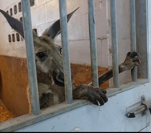 A kangaroo captured by Fort Lauderdale Police peers out from a stall at the Mounted Police headquarters in Fort Lauderdale, Fla. Thursday, July 16, 2020.