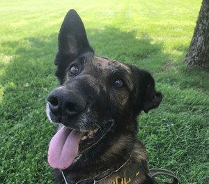 Ice, an 11-year-old Belgian Malinois, is pictured the day after he suffered nine stab wounds during a marijuana raid in Northern California. (Photo/USDA Forest Service via AP)