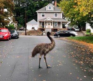 An emu walks on a neighborhood street on Wednesday, Sept. 30, 2020, in Haverhill, Mass. (Haverhill Police Department via AP)