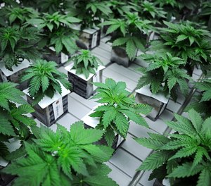 In this Oct. 16, 2015 file photo, marijuana plants grow in the Flandreau Santee Sioux Tribe's growing facility in Flandreau, S.D.