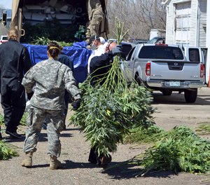 In this April 14, 2016, file photo, investigators load marijuana plants onto a Colorado National Guard truck outside a suspected illegal grow operation in north Denver.