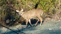 Officers seize phones, 'several illegal deer' in case involving suspended Md. EMS chief