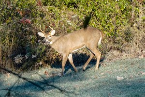 West Virginia Natural Resources Police conducted the investigation that led to 223 charges against Christopher Biggs and seven other people and involving at least 27 antlered bucks being illegally taken in Mineral, Grant and Hampshire counties in 2021.