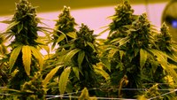 South Dakota Supreme Court rules against pot legalization