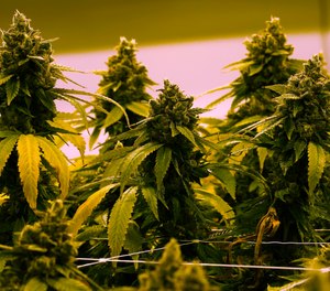 The South Dakota Supreme Court has upheld a lower court's ruling that nullified a voter-passed amendment to the state constitution that would have legalized recreational marijuana use. Gov. Kristi Noem instigated the legal fight to strike down the amendment passed by voters in November.