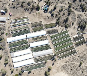A marijuana grow is seen on Sept. 2, 2021, in an aerial photo taken by the Deschutes County Sheriff's Office in the community of Alfalfa, Ore.