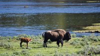 Second visitor in 3 days gored by Yellowstone park bison