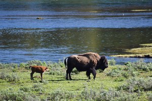 A female bison and calf are seen near the Yellowstone River in Wyoming's Hayden Valley last week in Yellowstone National Park. For the second time in three days, a park visitor has been gored by a bison, park officials said Thursday. Bison are wild and unpredictable, and visitors are asked to stay more than 25 yards away from them.