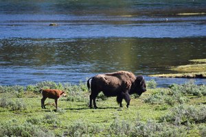A female bison and calf are seen near the Yellowstone River in Wyoming's Hayden Valley last week in Yellowstone National Park. For the second time in three days, a park visitor has been gored by a bison, park officials said Thursday. Bison are wild and unpredictable, and visitors are asked to stay more than 25 yards away from them.