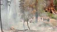 Calif. wildfire grows near famed grove of sequoia trees in Yosemite National Park