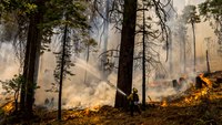 Preventative fires credited with saving Yosemite's famed giant sequoias