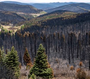 A forest along NM518 in Mora County, N.M, is scorched by the Calf Canyon Hermits Peak Fire, May 23, 2022.