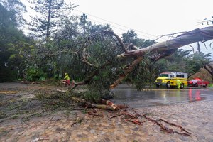Firefighters cleared away a fallen tree in Montecito, Calif. on Jan. 10.