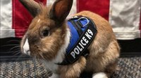 Officer Cottontail? Bunny joins police force. Fur real.