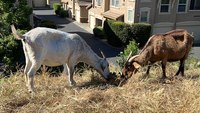 Use of goats to reduce wildfire risk runs into Calif. OT law