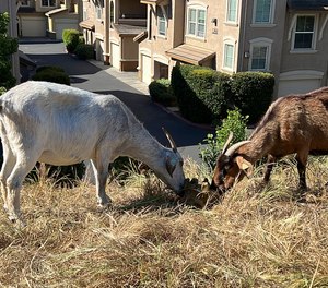 Goats graze on dry grass next to a housing complex in West Sacramento, Calif., on May 17, 2023. Goats are in high demand to clear vegetation as California prepares for the wildfire season, but a farmworker overtime law threatens the grazing business.