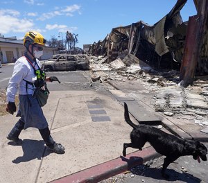 A member of the search and rescue team walks with her cadaver dog near Front Street in Lahaina.