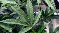 Ohio legislator proposes bill to use recreational marijuana tax to fund police training
