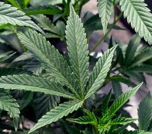 The Health and Human Services Department has recommended removing marijuana from the Schedule I category of drugs deemed to have “no currently accepted medical use and a high potential for abuse.”