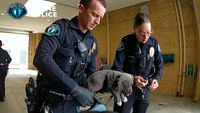 Video: Calif. police administer naloxone to puppy after possible fentanyl exposure