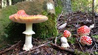 Pa. poison control center warns of spike in severe mushroom poisonings