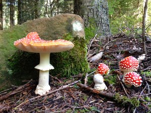 A study by a branch of the National Institutes of Health reported in a paper last year that younger people were searching for mushrooms in the genus Amanita muscaria, which can be poisonous but also includes species that deliver psychedelic effects. The paper discussed a patient who fell into a coma after accidental Amanita muscaria poisoning.
