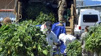 3 hidden dangers found in marijuana grow houses