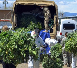 Investigators load marijuana plants onto a Colorado National Guard truck outside a suspected illegal grow operation in north Denver early Thursday, April 14, 2016.
