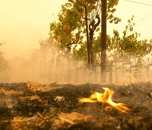 A small flame is all that remains from the flames that burned to the edge of the Robert Sinskey Vineyard, Monday, Oct. 9, 2017, in Napa, Calif.