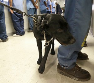 In this May 20, 2015 file photo, Bentley, a 3-year-old Labrador retriever, checks an inmate for traces of narcotics at California State Prison, Solano, in Vacaville, Calif.
