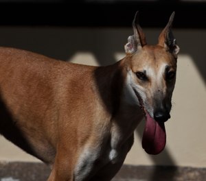 This Oct. 4, 2018 photo shows Josephine, a former greyhound racing dog in West Palm Beach, Fla. Miami-Dade Fire Rescue plans to adopt dogs abandoned after the state's greyhound racing ban and train them as K9s and therapy dogs. (AP Photo/Brynn Anderson)