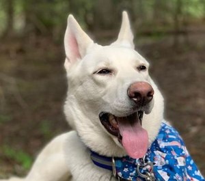 Angel, a 14-month-old German shepherd with a coat of white and a friendly disposition, started her imprinting with the Richmond Heights Police Department at 6 weeks of age.