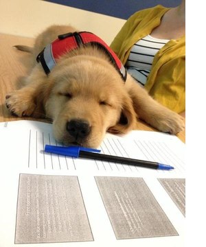 A puppy in training to be a service dog takes a nap.