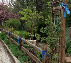 A neighborhood not far from Chicago is adorned with blue ribbons on trees and fence posts as citizens there silently declare their support for law enforcement. (PoliceOne Image)