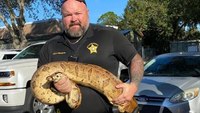 Fla. deputies catch an ‘unbelievable’ 10-foot boa constrictor