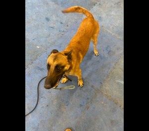 This yet-to-be-named Belgium Malnois will soon serve as the first K-9 officer in the Bucks County jail.