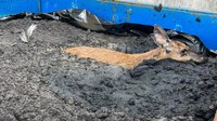Photos: Ohio firefighters rescue deer in dumpster sludge