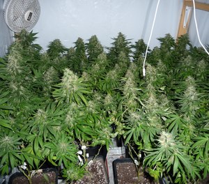 More illicit grow labs and hash oil extraction sites coming to fruition likely equates to more near misses for firefighters.