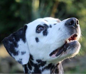 It's no surprise to see that Dalmatians love the fast firefighting lifestyle.
