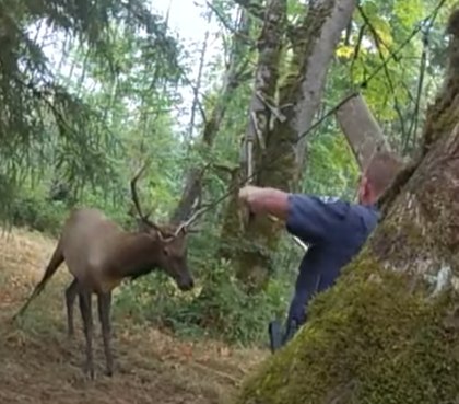Watch: Wash. deputies use knife duct-taped to metal rake to save elk stuck in tree swing