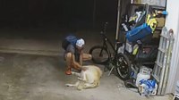 Watch: Calif. man stops mid-burglary to pet household dog